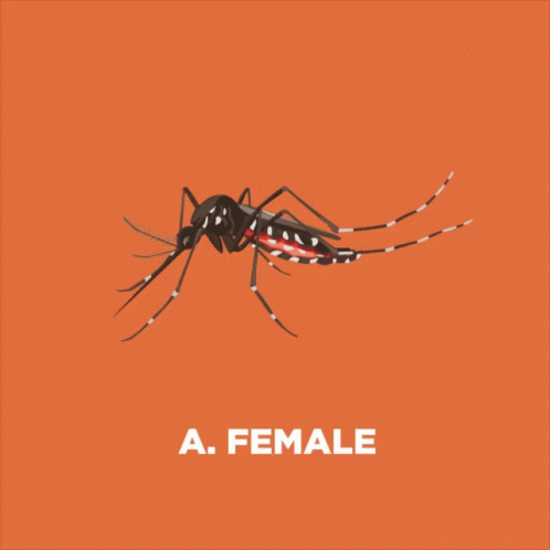 Red2mozzie Female GIF