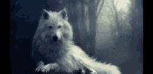 Reel 13 GIF