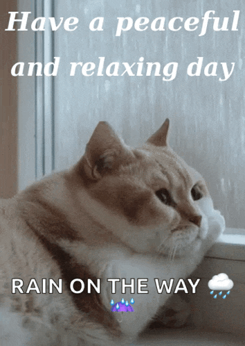Relaxing Day Cute Cat GIF