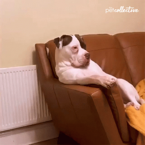 Relaxing The Pet Collective GIF