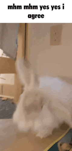Ren Ren Rabbit GIF