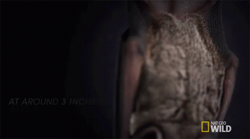 Resting Bat Lesser Long Nosed Bat GIF