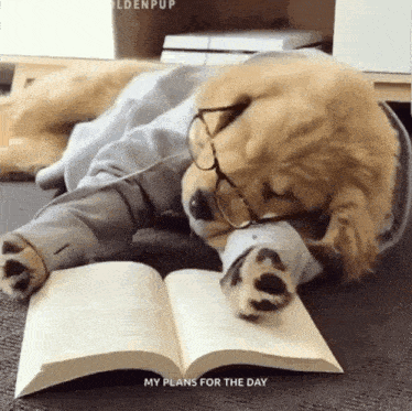 Retriever Puppy GIF
