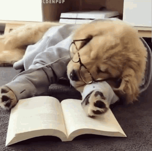 Retriever Puppy GIF