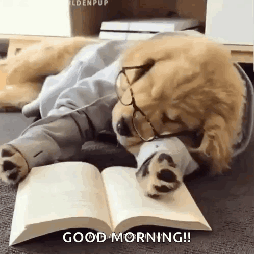 Retriever Puppy GIF