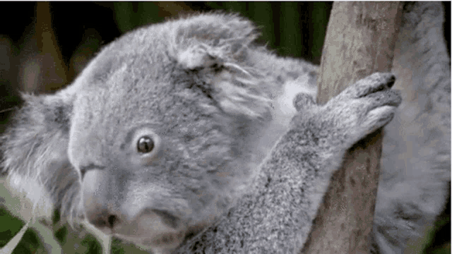 Retroburetal Retroburetal1 GIF