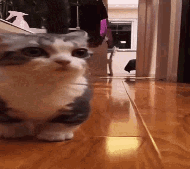 Reverse Cat Run GIF