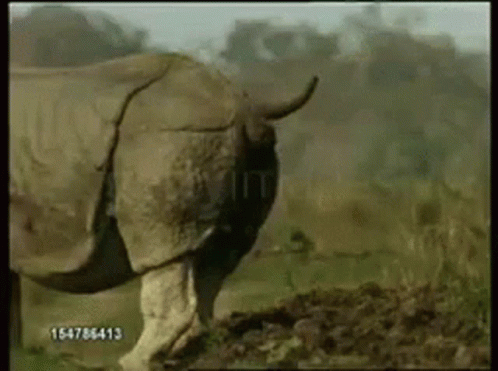Rhino Shit GIF