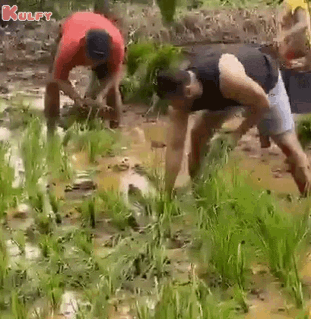 Rice Plantation Done Salman Khan GIF