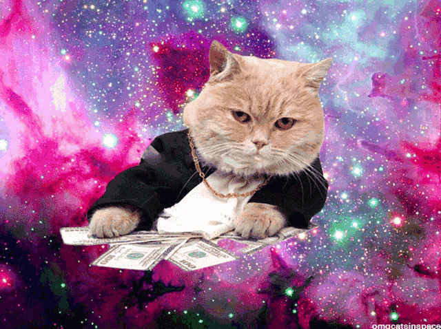 Rich Kitty GIF