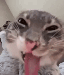Rigby Cat Choke GIF