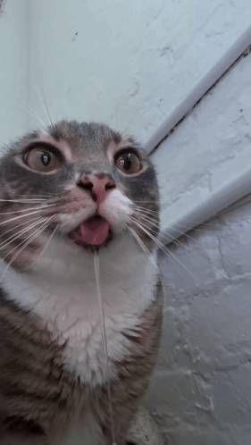 Rigby Cat Tongue GIF