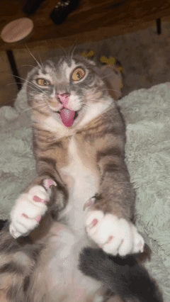 Rigby Cat GIF