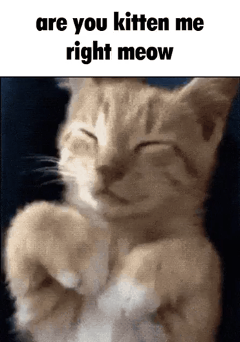 Right Meow GIF