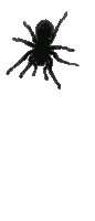 Rize Low Spider Spider Sticker