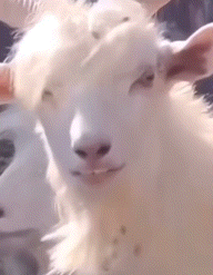 Rizz Goat GIF