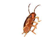 Roach Dance Sticker