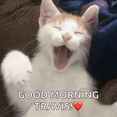 Roar Catt GIF