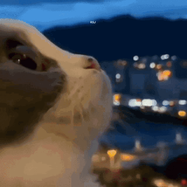 Rockstrjeon Rsj GIF