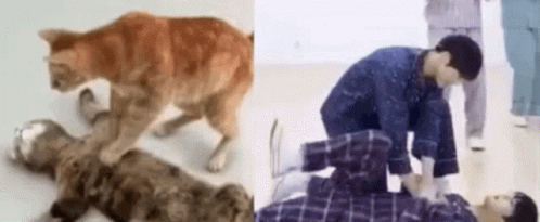 Roleoutsold Cat GIF