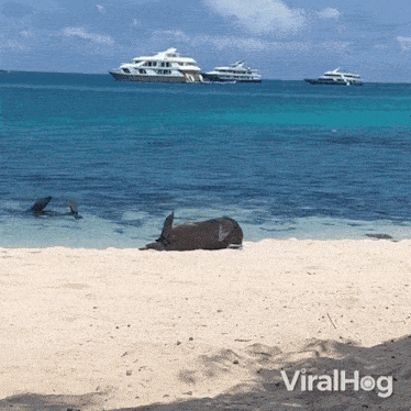 Rolling Back To The Ocean Seal GIF