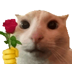 Romantice Cat Sticker