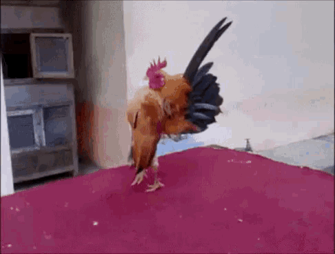 Rooster Chicken GIF