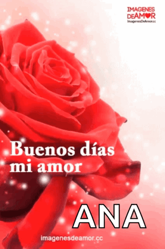 Rosas Love GIF