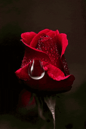 Rose Condolences GIF