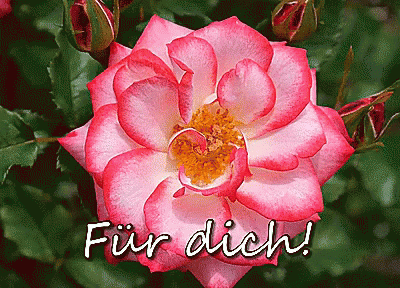 Rose Für Dich. GIF
