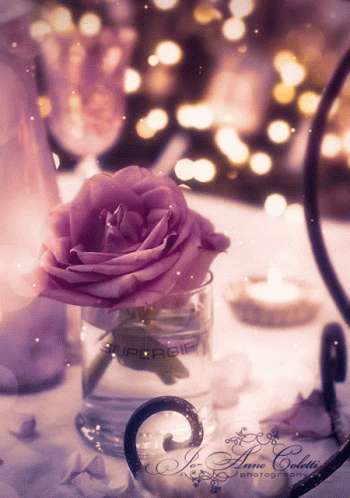 Rose Flower GIF