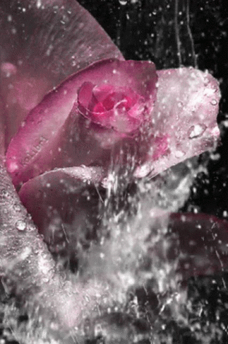 Rose Love GIF. This 331 x 498 animated GIF is part of our moving water collection. Related themes include love, water. Created by diannanunez. View the…