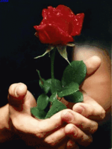 Rose GIF