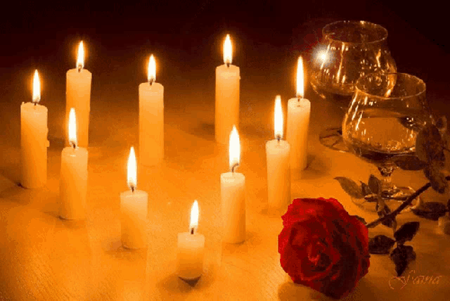 Rose Red Rose GIF