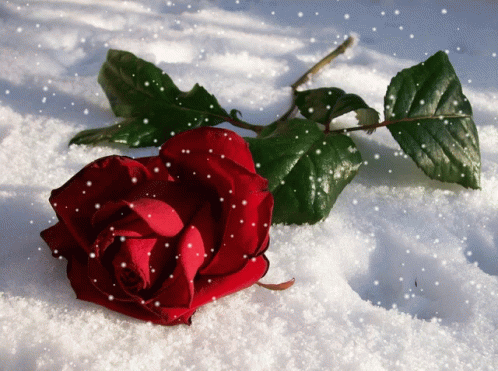 Rose Snowing GIF