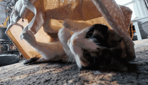 Rose The Cat Cat Handshake GIF