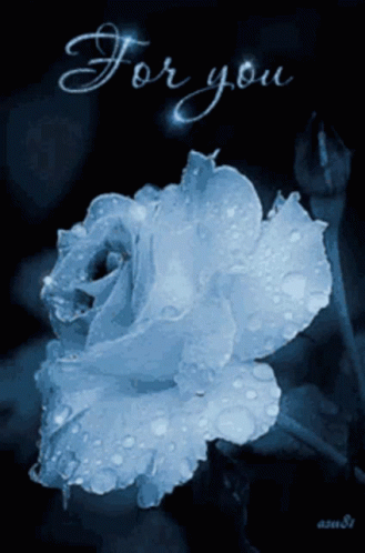 Rose White GIF
