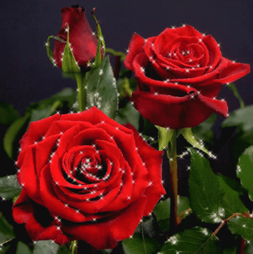 Roselove57 Rose In Water GIF