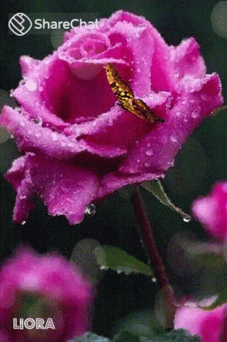 Roses गलब GIF