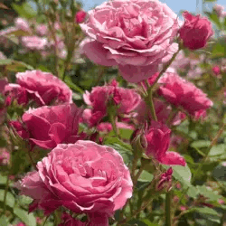 Roses Flowers GIF