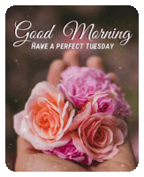 Roses Good Morning Sticker