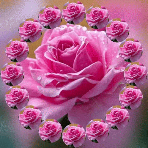 Roses Pink Roses GIF