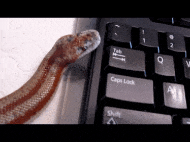 Rosy Boa Snake GIF