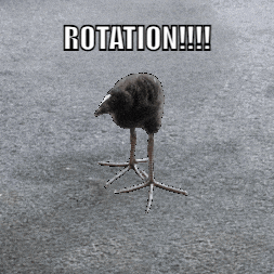 Rotation Bird GIF