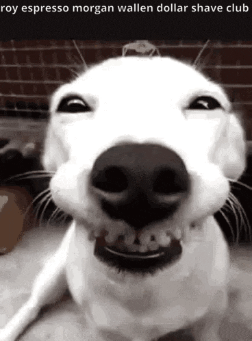Roy Bango Espresso GIF