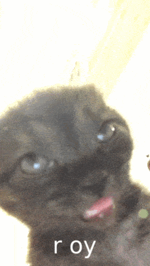 Roy Leops Cat GIF