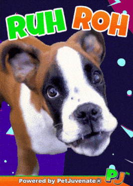 Ruh Roh Oh Nooo GIF