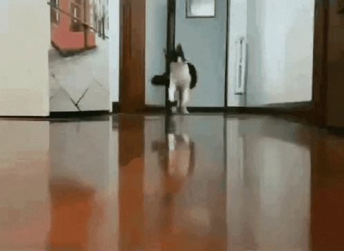 Run Cat Running GIF