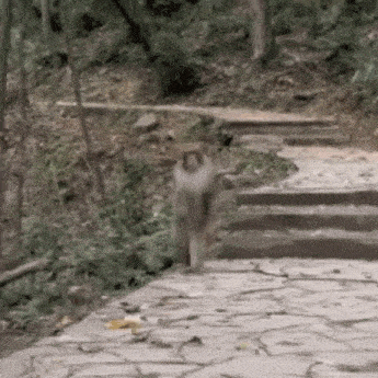 Run Monkey Rum Run Monke Run GIF