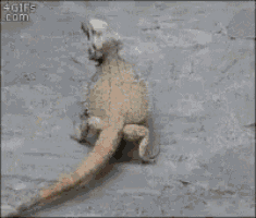 Run GIF